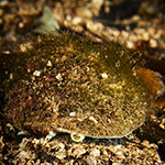 Gibbula magus